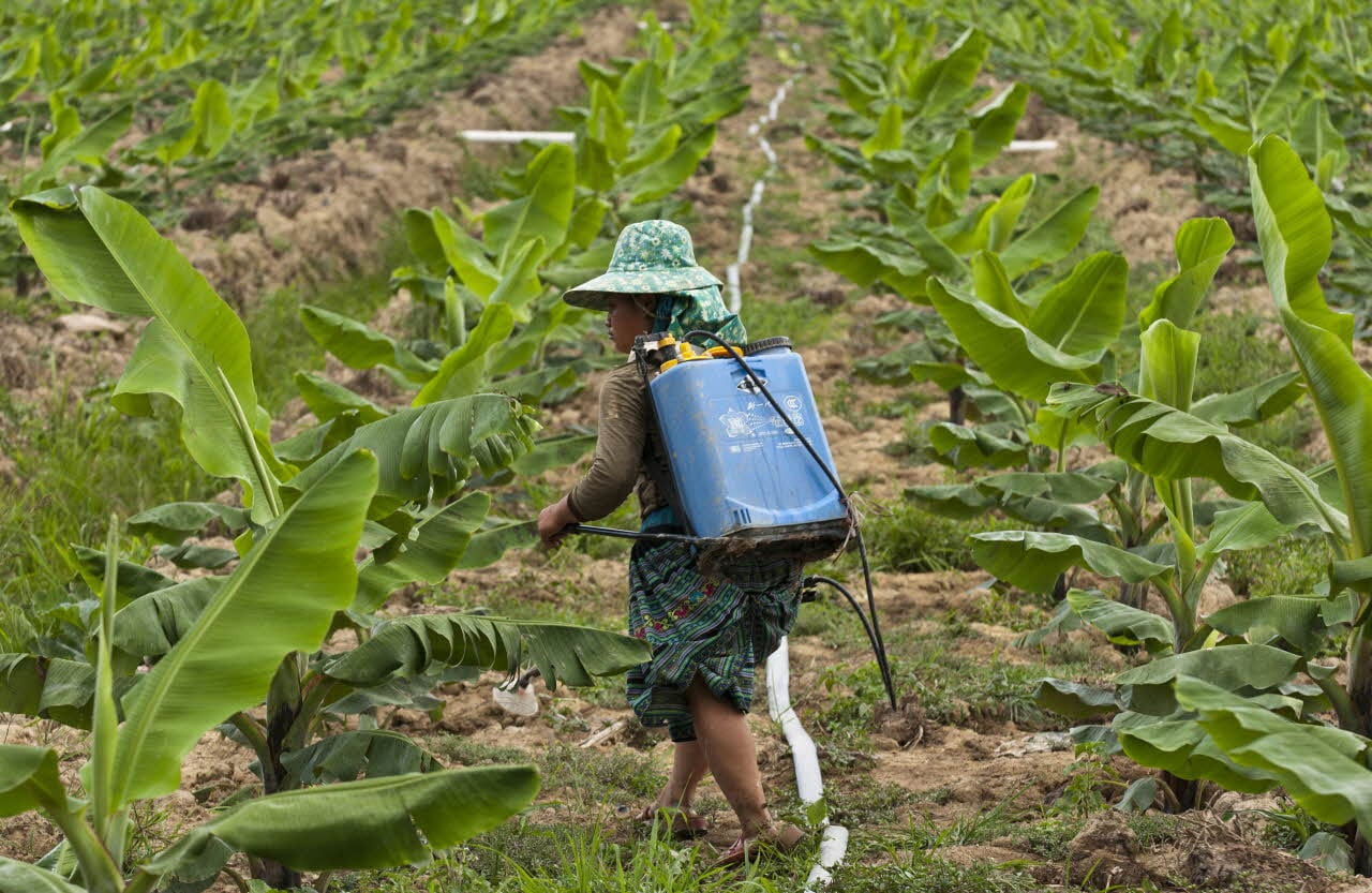 Pesticide